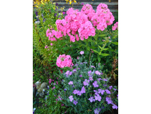 �������� ����� �����������