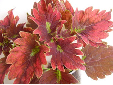 ������ ������������ hot embers