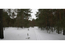 IMG 20210320 103135.jpg