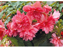 13 BELLECONIA Rose.jpg