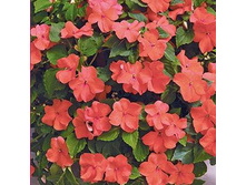 ��������� ��������� ������