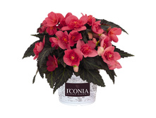 5 ������� IConia First Kiss.jpg