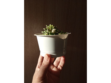 ������ �������� �� �������