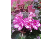 �� ���������