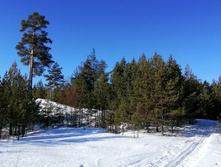 IMG 20210328 081747.jpg