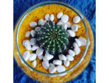 IMG 20210307 084442 358.jpg