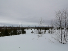 IMG 20210320 115706.jpg