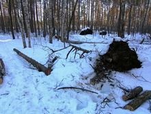 IMG 20210328 080516.jpg