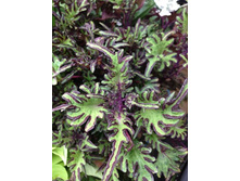 ������ ������������ Under The Sea Lime Shrimp