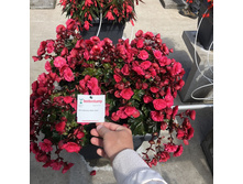 1 ������� BK Collection BELL 3623.jpg