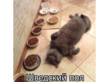 �������� ���