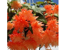 16 BELLECONIA Soft Orange.jpg