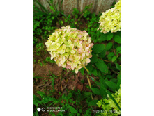 IMG 20200822 162826.jpg