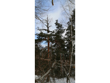 IMG 20210306 110532.jpg