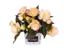 9 ICONIA MISS MONTREAL.jpg