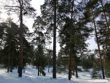 IMG 20210306 103956.jpg