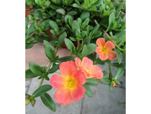 �������� ��������� ������������