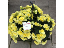 31 ������� Solenia Yellow.jpg