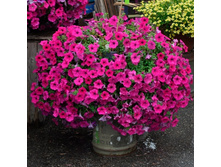 ������� ������ �����