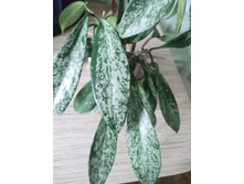 Hoya pubicalyx (splash)