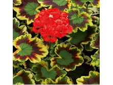 ���������� ���������