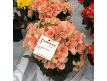 30 ������� Ilona Collection NICOLE STONE.jpg