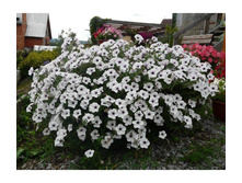 ������� ������ �������