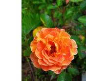 IMG 20210204 095440.jpg