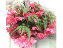 27 BELLECONIA Fanky Pink.jpg