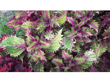 ������ ������������ Peter's Wonder