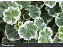 ���������� ���������