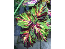 ������ ������������ purple maroon mosaic