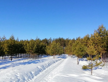 IMG 20210328 074945.jpg