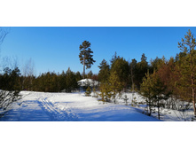 IMG 20210328 081637.jpg