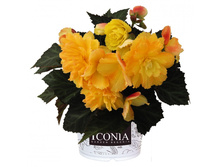 6 ������� IConia Portofino Ctrix 6 10.jpg