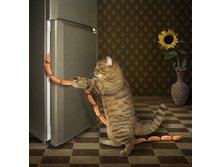 ����� �������� ���-������ ����� (������)��������� ...