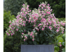 27 Walz Jubelteen.jpg