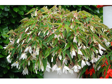 20 Begonia SUMMERWINGS White Elegance.jpg