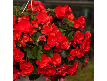 28 ������� EasyGoing Coral Red.jpg