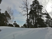 IMG 20210306 110450.jpg