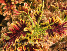 ������ Copper Coral