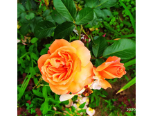 IMG 20210204 095404.jpg