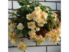 23 ������� Chardonnay.jpg