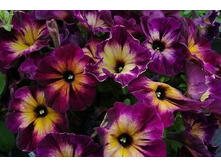 ������� ������������ ��������