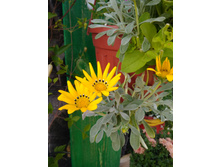 ������� ������������ ���������