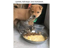 �����, ��� ����, ��� �������� ...