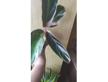 IMG 20210323 105747.jpg