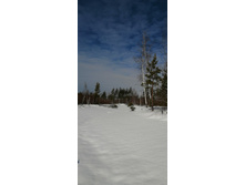 IMG 20210321 104417.jpg