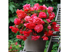 33 ������� ������� ���� ������.jpg