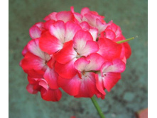 ���������� ���������